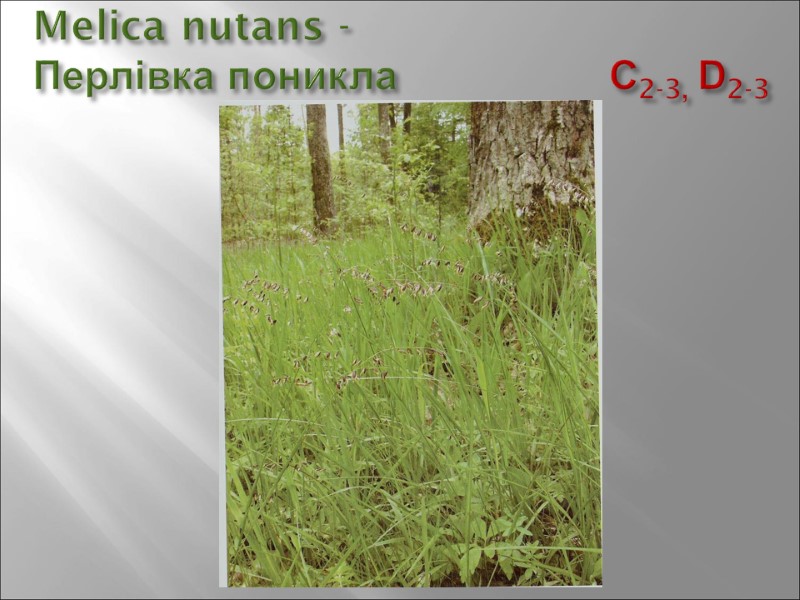 Melica nutans - Перлівка поникла         